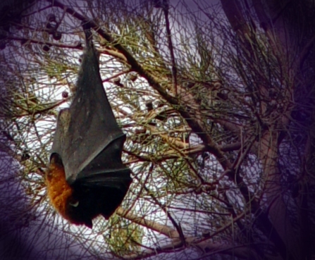 Fruit bat hanging from a tree
